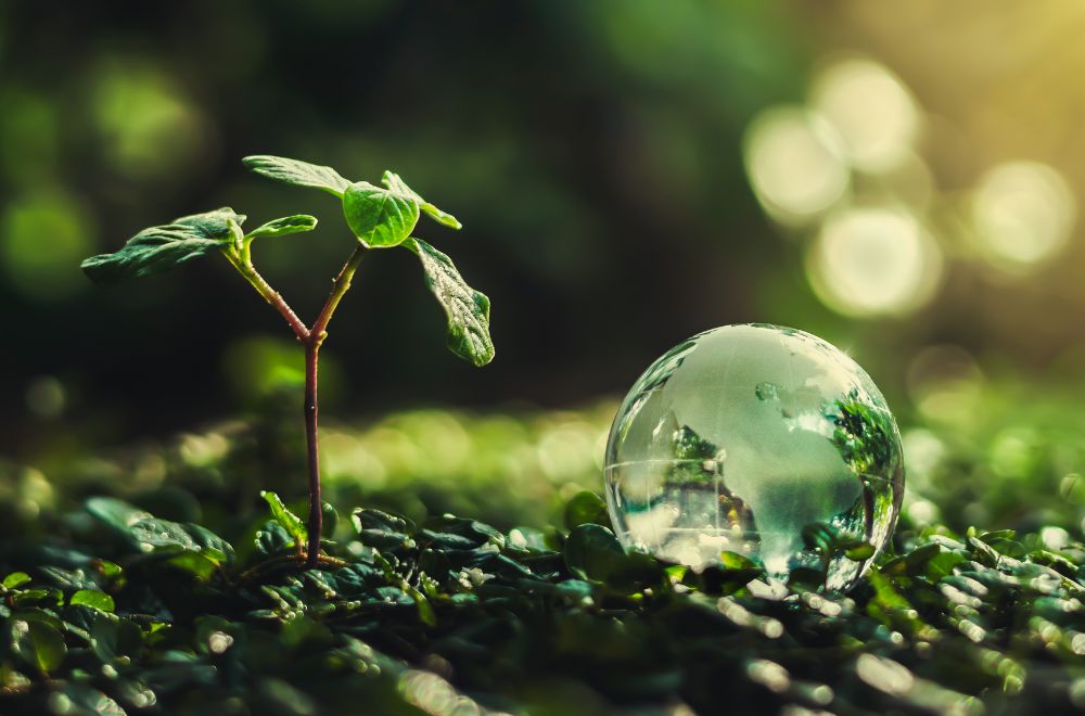 Seedling And Model Globe