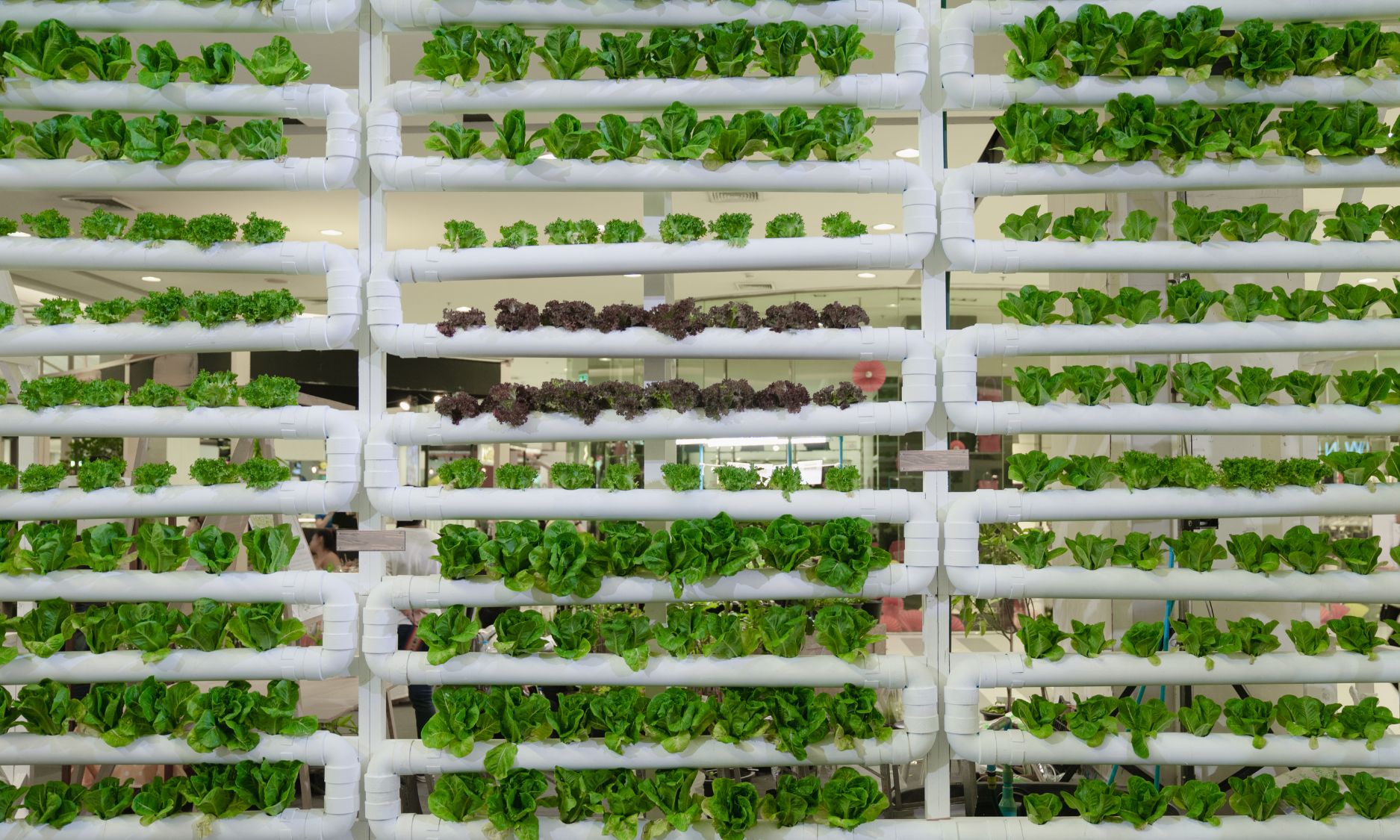 Vertical Farm Growing Lettuce