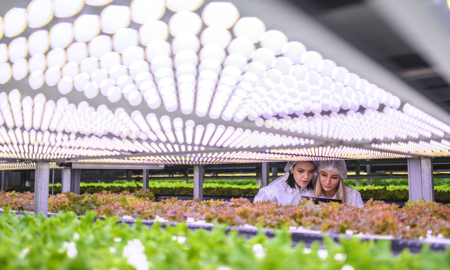 Women Working In Agritech Greenhouse