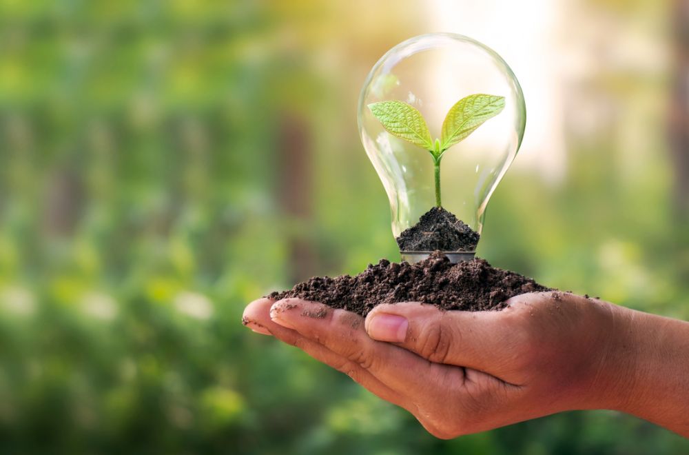 Hands Holding Lightbulb And Plant