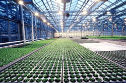 Agribusiness Greenhouse