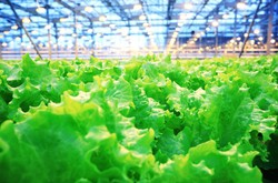 Lettuce Growing In Greenhouse