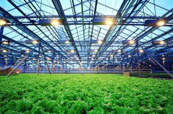 Agribusiness Greenhouse Setup