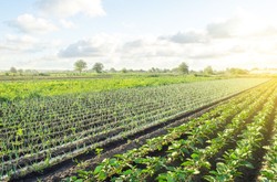 Crops In An Agribusiness